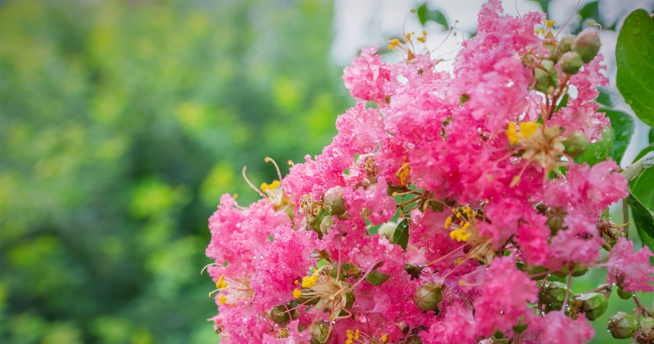 Piękna i mniej wymagająca niż hortensja. Kwitnie choćby przez kilka miesięcy