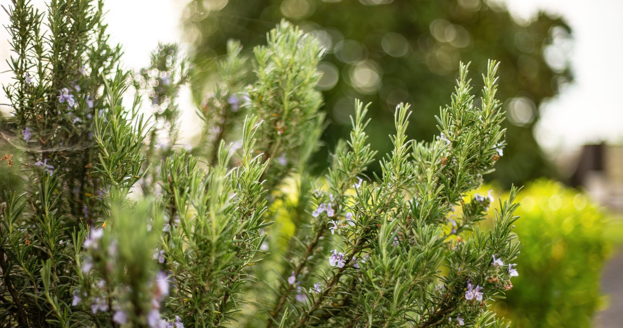 Posadź w ogrodzie i zapomnij o wężach. Skutecznie odstraszy żmiję
