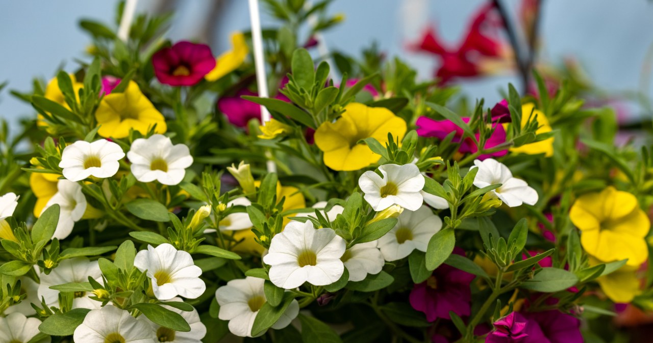 Milion dzwonków na balkonie. Efektowna alternatywa dla pelargonii