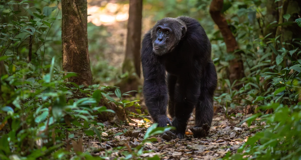 Przez lata tworzyły zgraną społeczność, wspólnie broniąc terytorium i wychowując młode. Jednak w ciągu zaledwie trzech lat grupa szympansów z Parku Narodowego Kibale w Ugandzie rozpadła się, a dawni sojusznicy stali się śmiertelnymi wrogami. Nowe badania opublikowane w czasopiśmie "Science" rzucają światło na dramatyczny konflikt, w wyniku którego zginęły już co najmniej 24 zwierzęta.