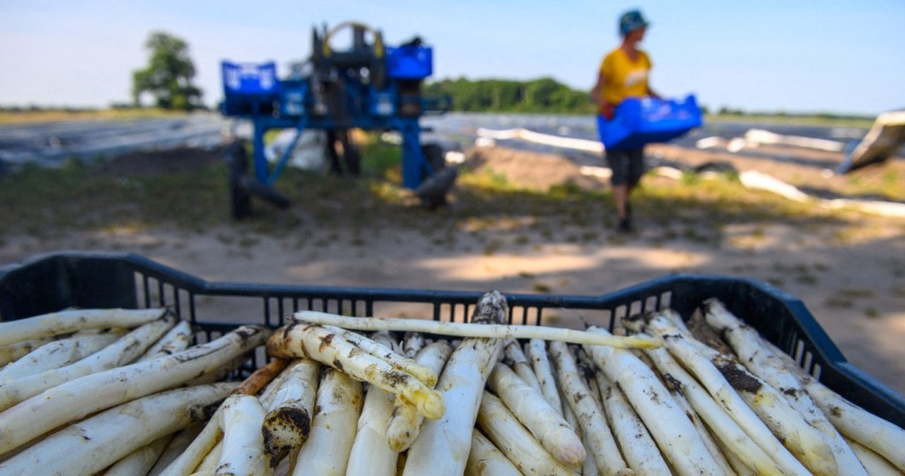 Holenderscy rolnicy zdruzgotani. Polacy nie chcą już zbierać szparagów