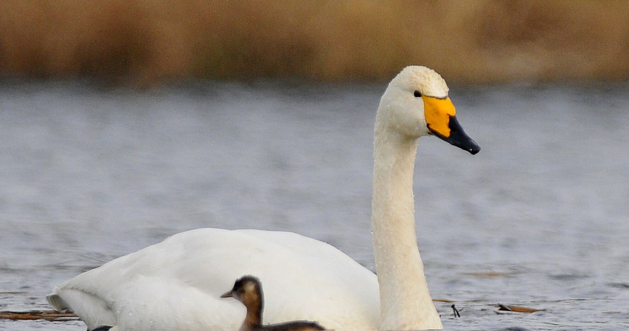 Krzykliwce widywane coraz częściej w Polsce. „Są agresywne” Krzykliwce widywane coraz częściej w Polsce. „Są agresywne”
