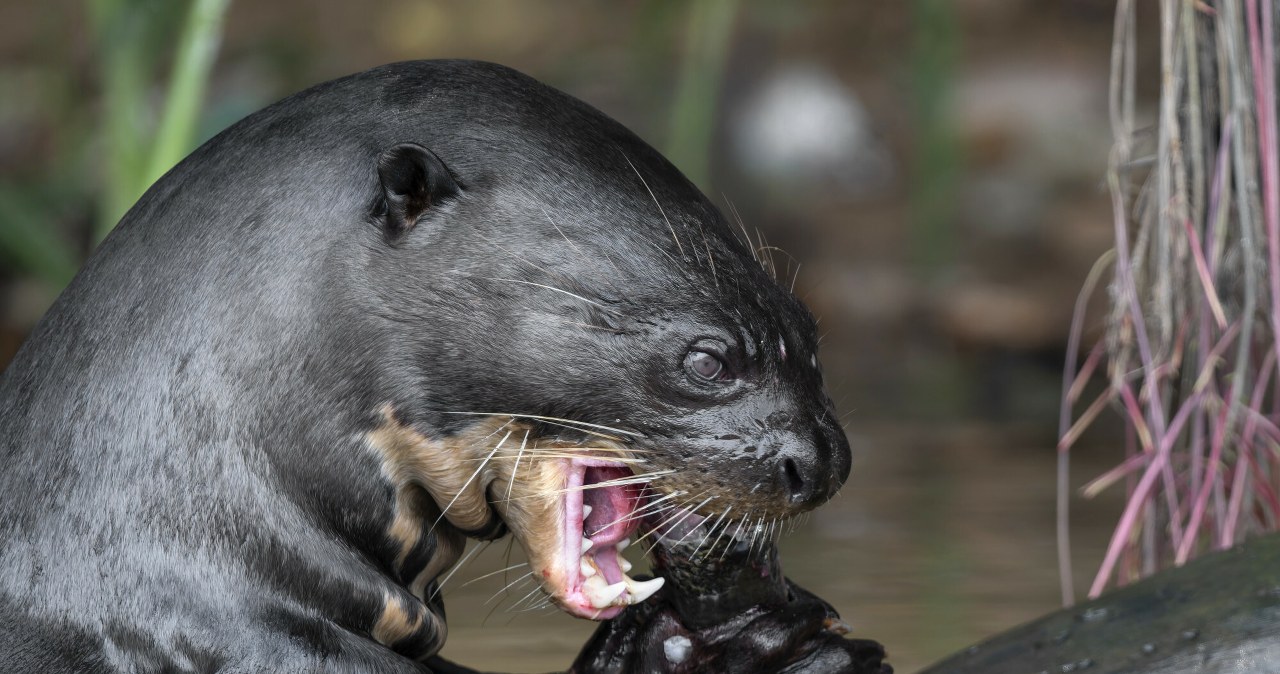 Wielka strażniczka rzek znika. Największa wydra jest wskaźnikiem Wielka strażniczka rzek znika. Największa wydra jest wskaźnikiem