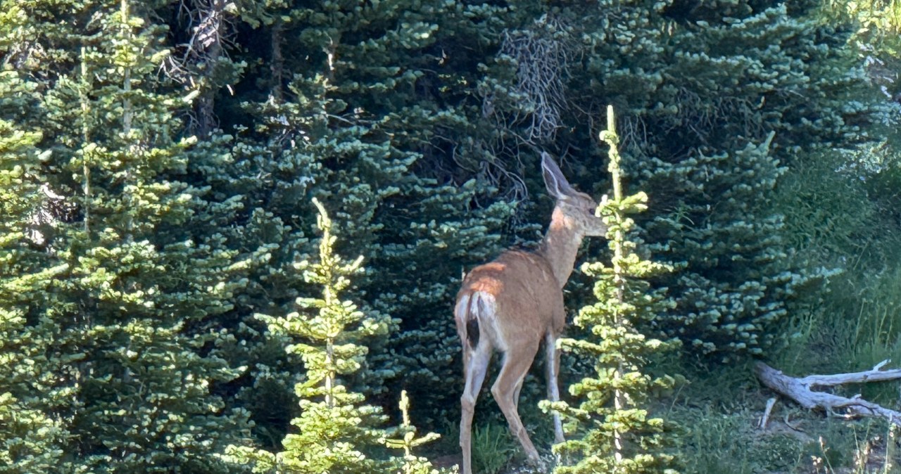 Zakładał wnyki w lesie. Tłumaczenie kłusownika było zaskakujące Zakładał wnyki w lesie. Tłumaczenie kłusownika było zaskakujące