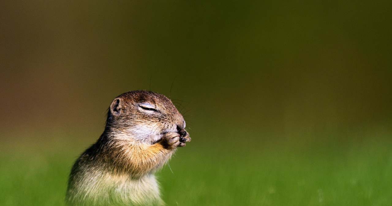 Na łąkach wielkie ożywienie. Decydujący czas dla zagrożonych gryzoni Na łąkach wielkie ożywienie. Decydujący czas dla zagrożonych gryzoni