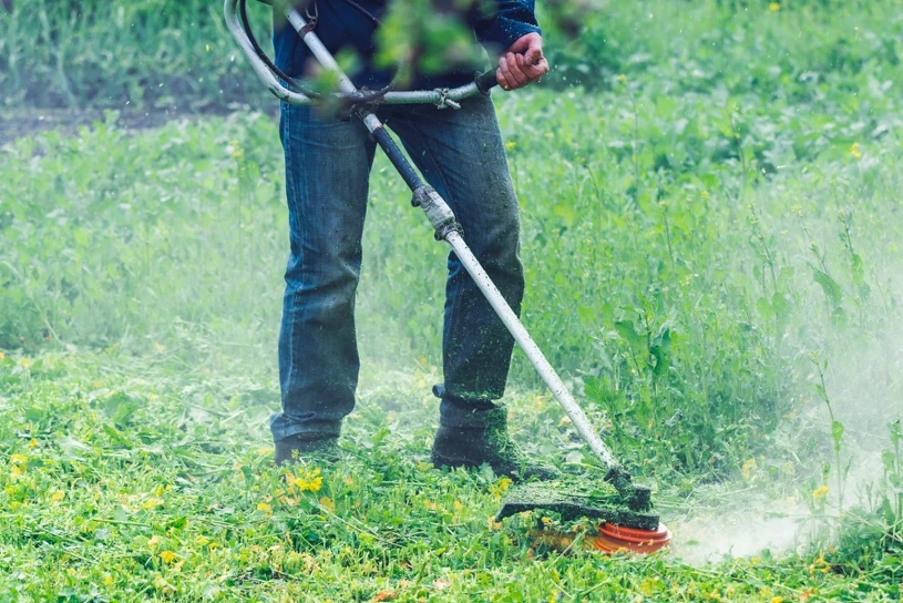 Ostrzeżenie dla miłośników ogrodów. Pilne wycofanie ze sprzedaży