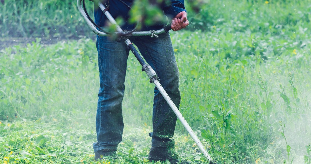 Ostrzeżenie dla miłośników ogrodów. Pilne wycofanie ze sprzedaży