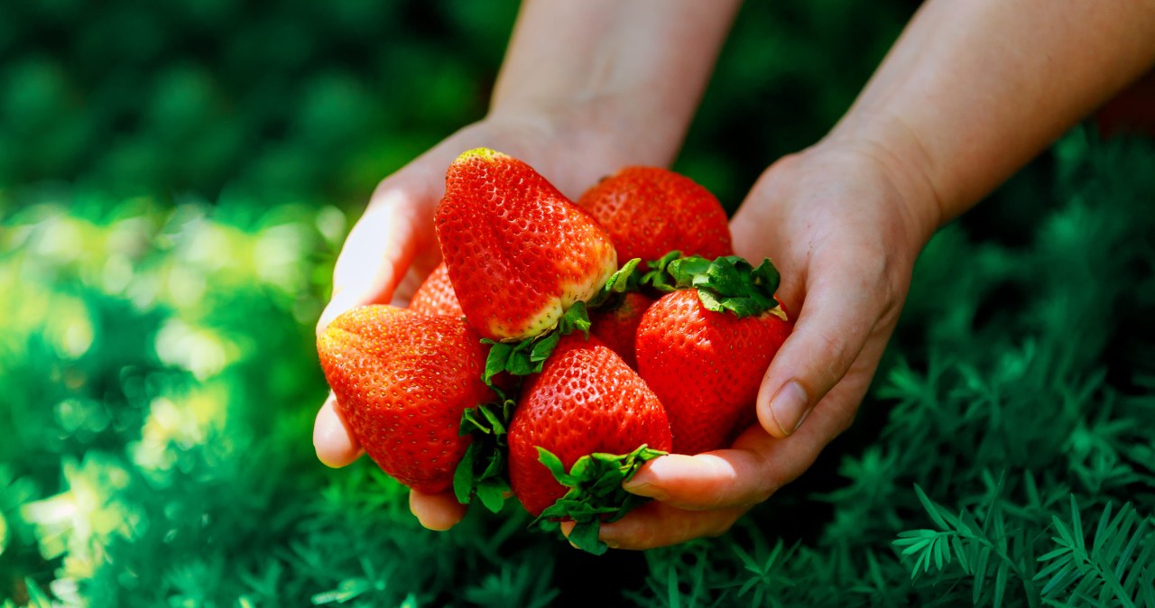 Wiosną podlewaj tym truskawki. Będą wielkie, soczyste i słodkie