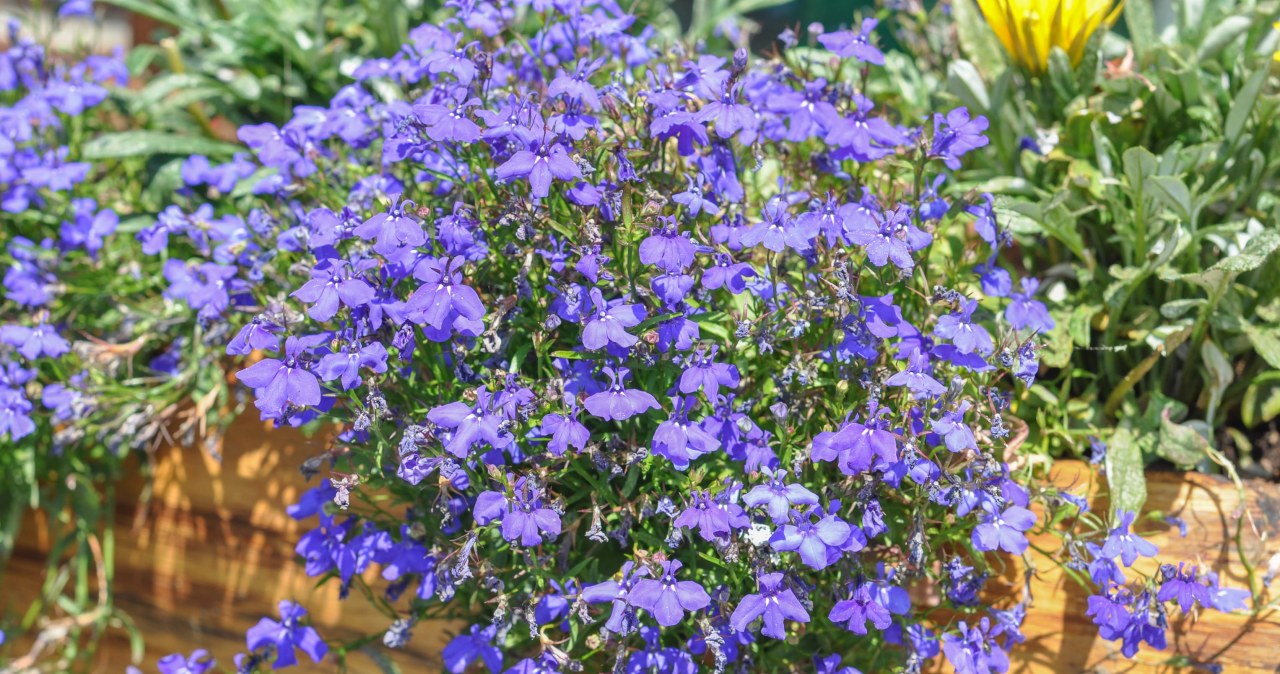 Kwitnie obficie niemal przez cały sezon. Ta roślina to marzenie ogrodników