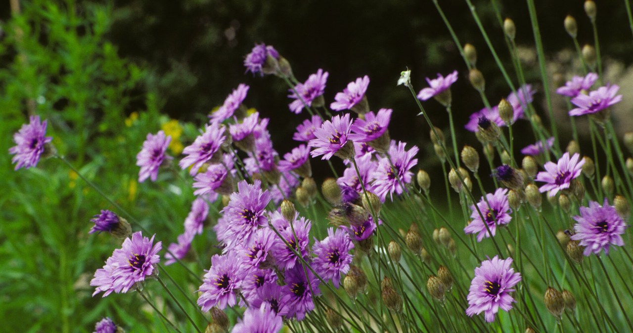 Rośnie tam, gdzie inne rośliny sobie nie radzą. Lubi słońce i suchą glebę