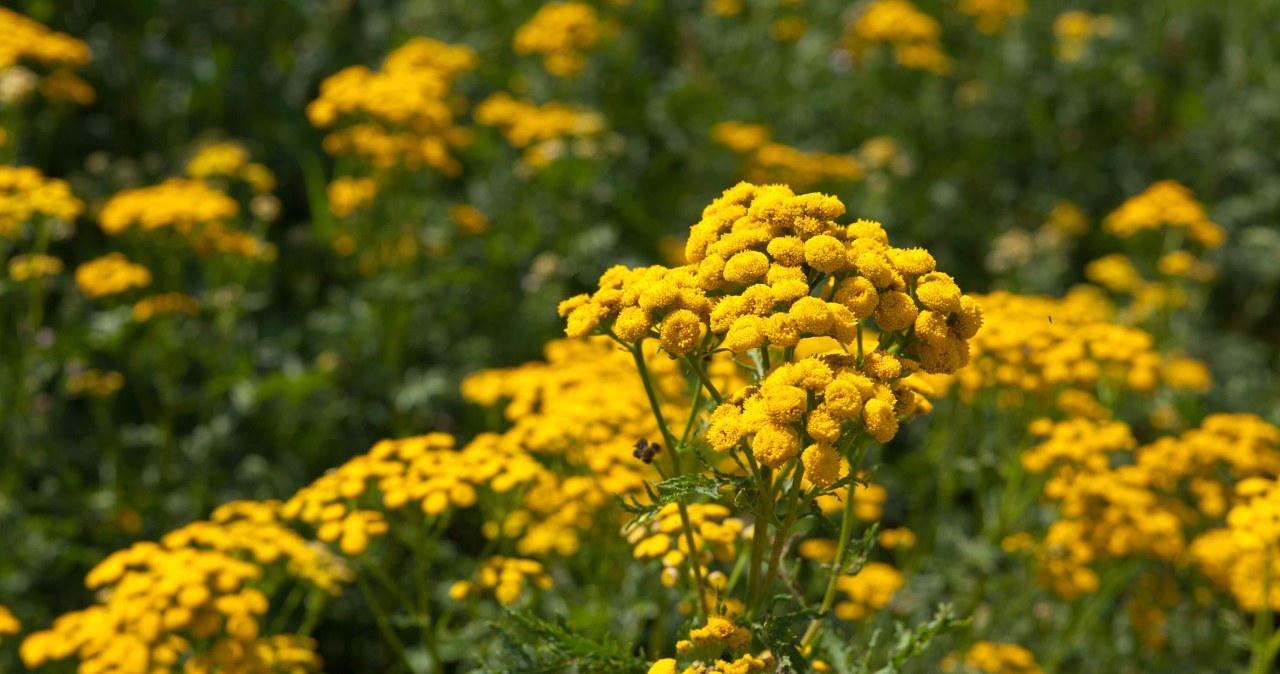 Stawiaj na takie trio w ogrodzie. Kleszcze będą wiedzieć, iż są nieproszone