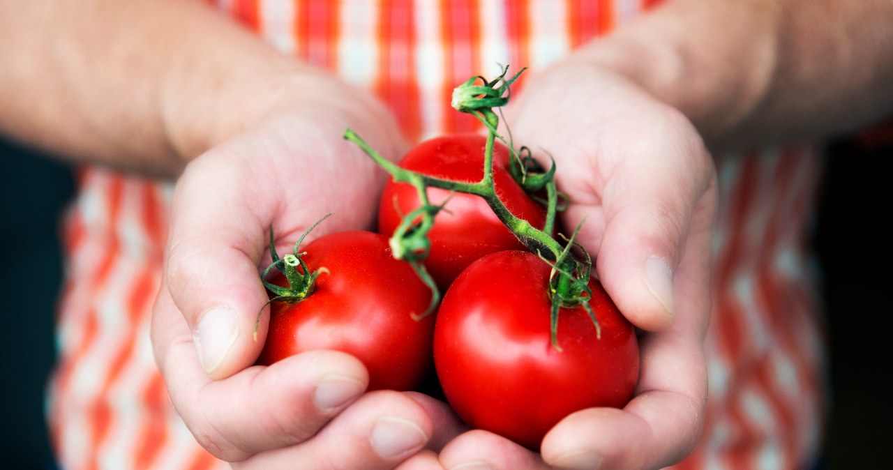 Tanie sposoby, które uratują twoje pomidory przed przymrozkami