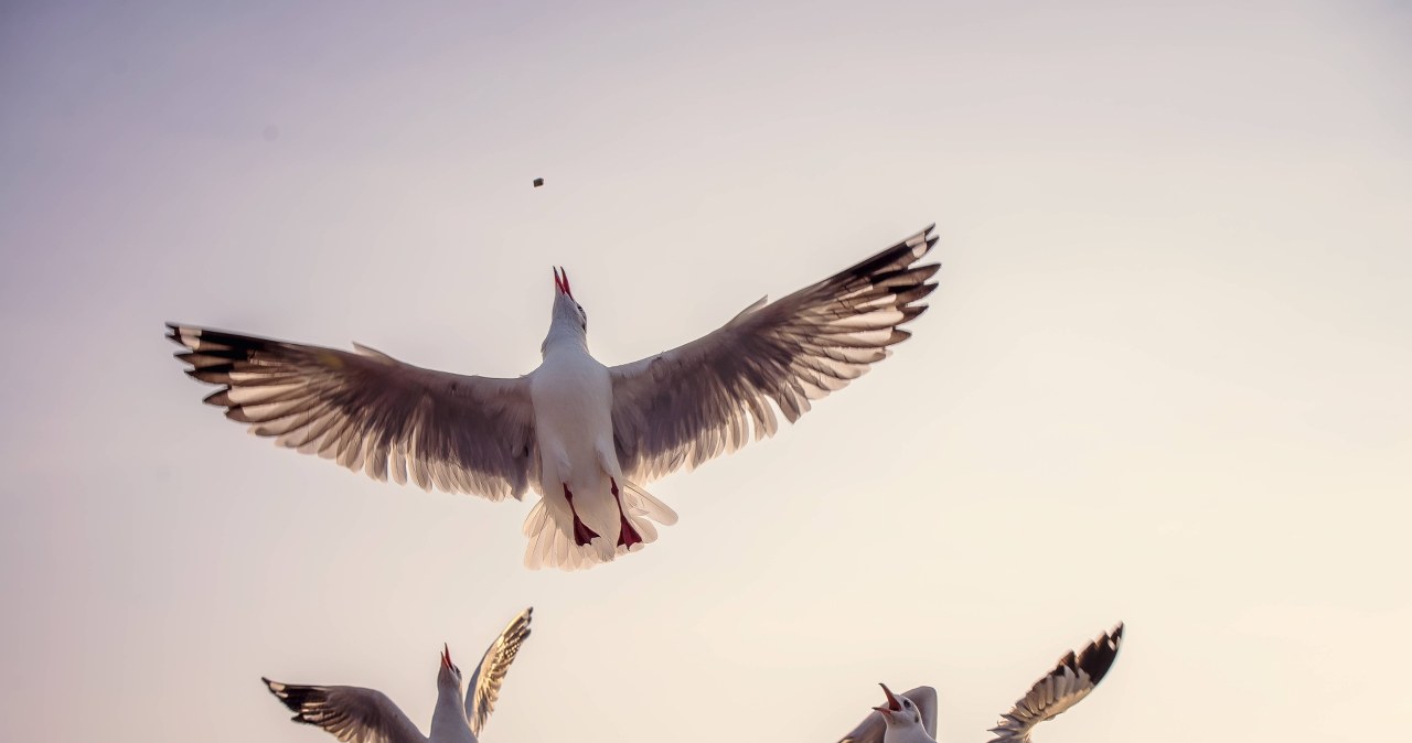 Zbadali krew morskich ptaków. Pokazuje dokładnie, gdzie jest trucizna