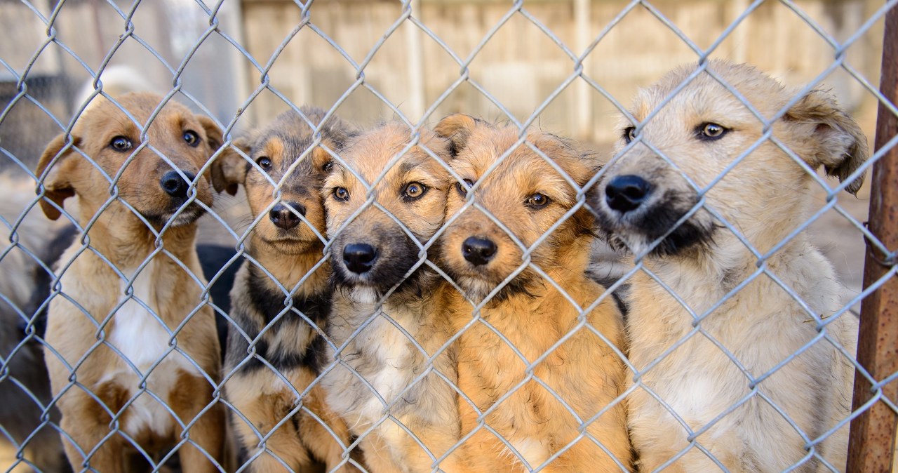 Zduńska Wola startuje z becikiem-pisiowym. 1 tys. zł dotacji za adopcję psa