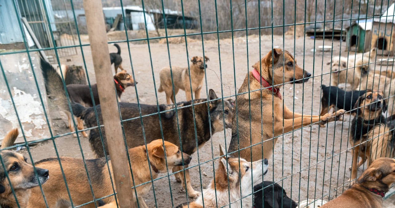 Obowiązkowe chipowanie psów i kotów. "Ten temat przewijał się od lat"