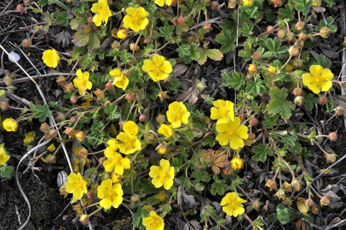 Naukowcy odkryli, że niepozorna roślina rosnąca na torfowiskach Europy - pięciornik kurze ziele (Potentilla erecta) - może stać się kluczowym narzędziem w walce z bakteriami opornymi na antybiotyki. Wyniki najnowszych badań wskazują, że ekstrakty z tej dzikiej rośliny nie tylko wykazują silne działanie przeciwbakteryjne, ale także mogą wspomagać działanie istniejących antybiotyków.