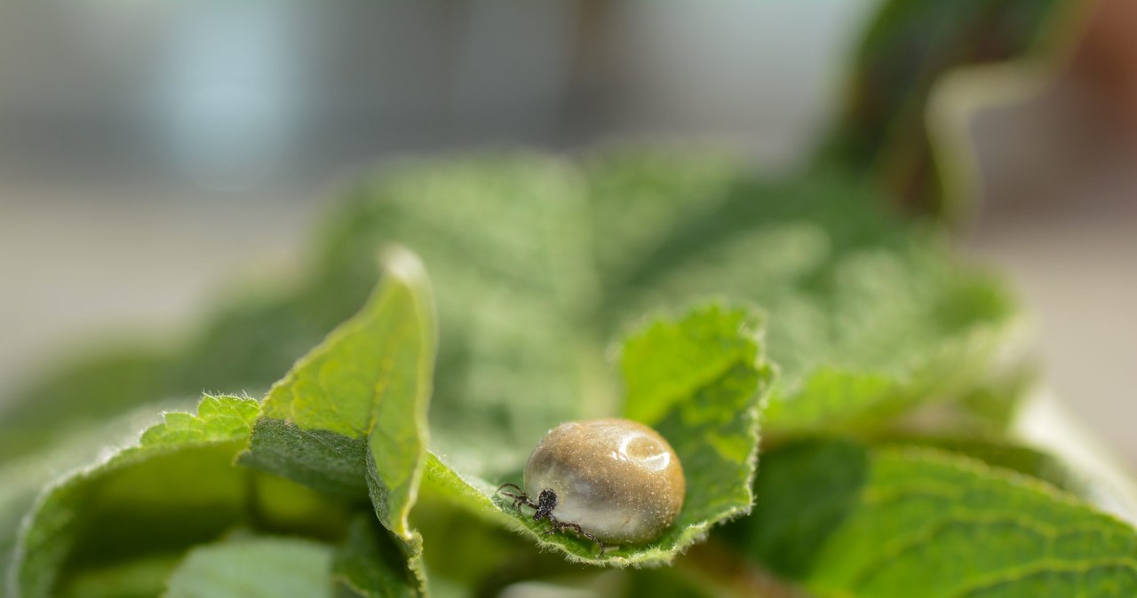 Masz taką grupę krwi? Musisz szczególnie uważać na kleszcze