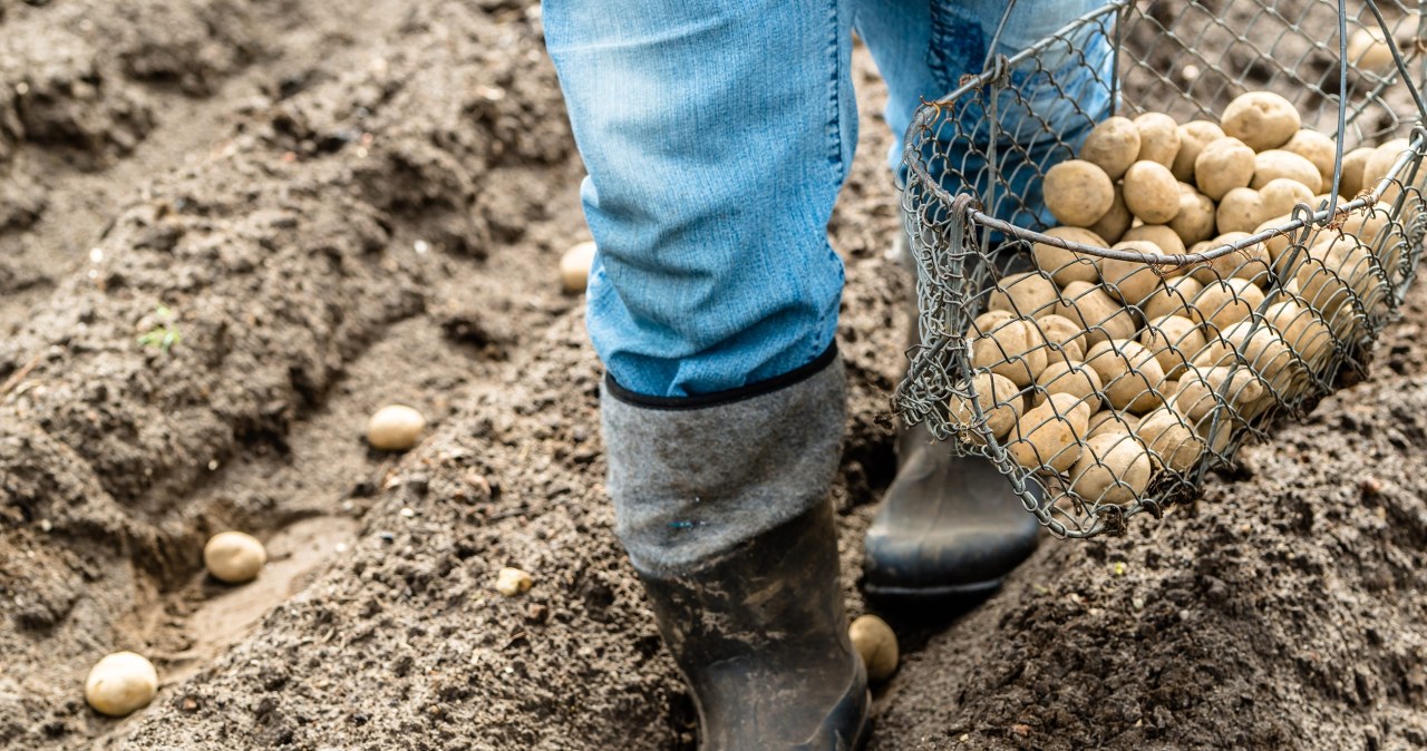 Dziadek zdradza, kiedy sadzić ziemniaki. To zapewni obfite plony