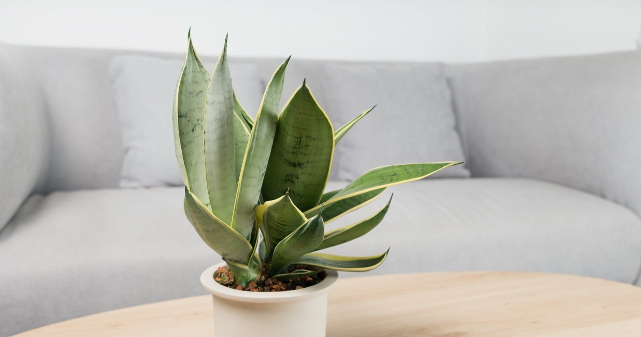 Rośliny idealne do małego mieszkania. Mało wymagające, a jakie piękne