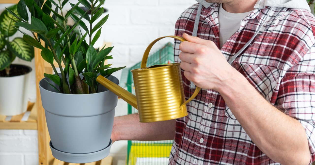 Podlej zamiokulkasa, a oczaruje wyglądem. Odżywkę wykonasz w kilka chwil