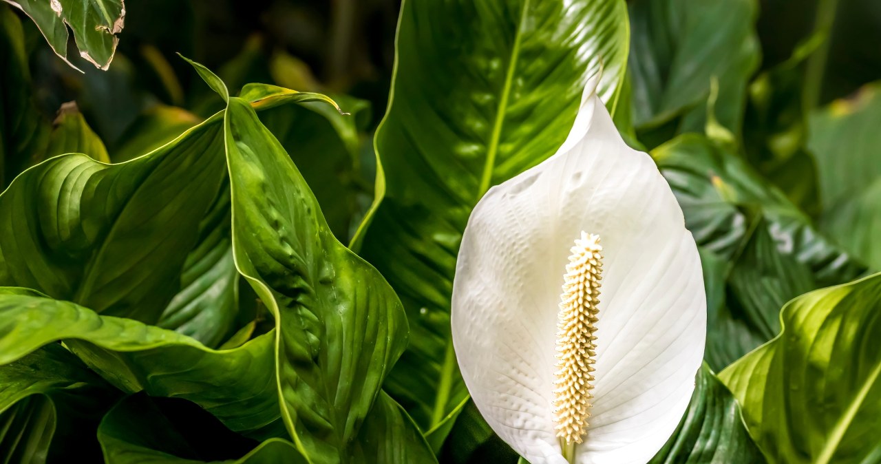 W takiej ziemi nie sadz skrzydłokwiatów. Zaczną marnieć w oczach