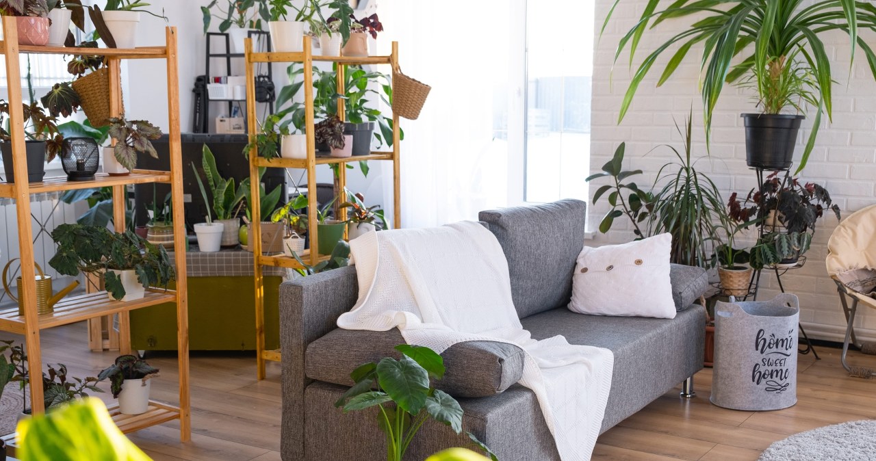 Wnętrzarski hit tego roku. Bije na głowę popularną monsterę i skrzydłokwiat