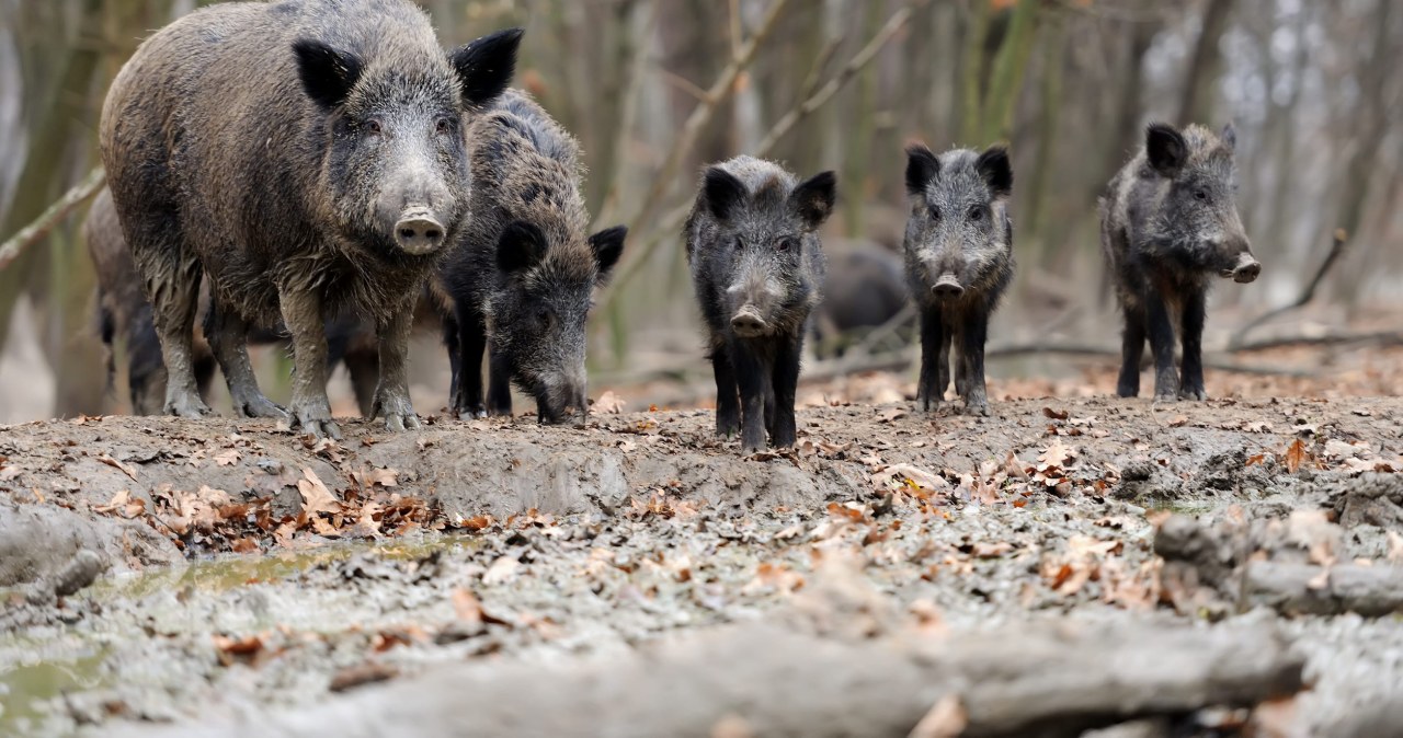 Na dziedzińcu urodziły się dziki. Reakcja uczelni może zaskakiwać Na dziedzińcu urodziły się dziki. Reakcja uczelni może zaskakiwać