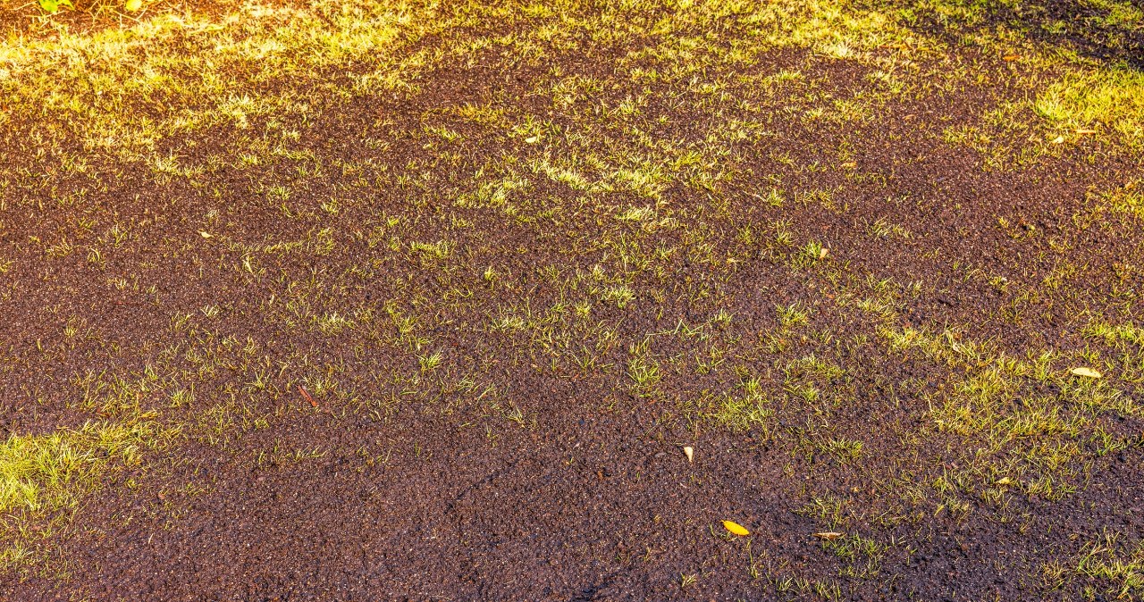 Wysiałeś trawę, a ona nie wschodzi? Pewnie popełniłeś ten błąd