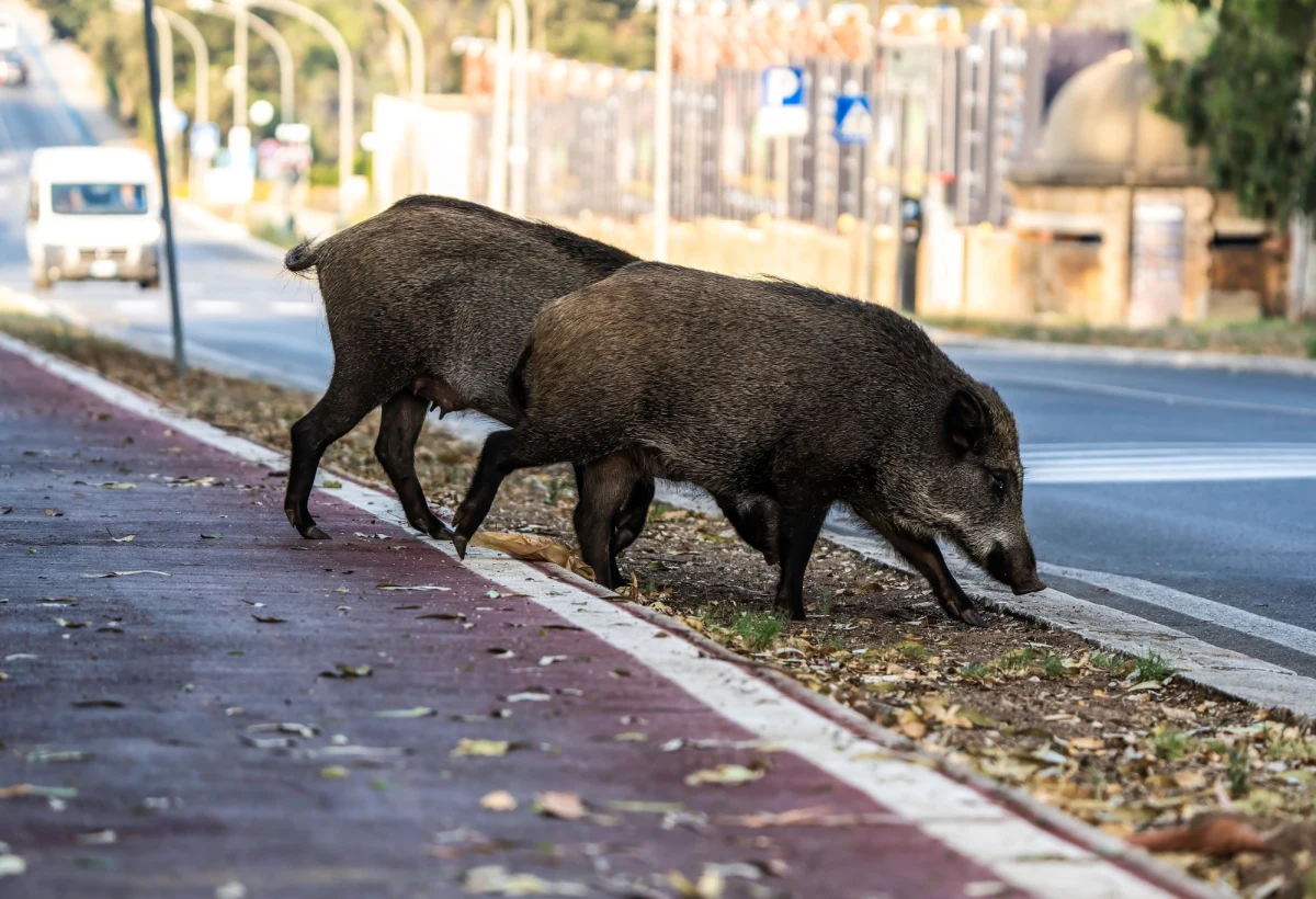 Dziki są coraz większym problemem polskich miast. Jednak według ekspertów z Polskiej Akademii Nauk i Polskiego Związku Łowieckiego ich liczebność znana jest tylko szacunkowo. Dane GUS wskazują na ponadczterokrotny spadek, ale tylko poza miastami.