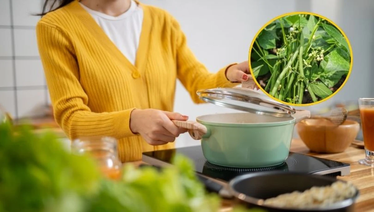 Fasola zwyczajna, jedno z najczęściej wykorzystywanych warzyw w polskich kuchniach, została ogłoszona rośliną trującą roku 2026 przez Ogród Botaniczny Wandsbek w niemieckim Hamburgu. Choć trudno w to uwierzyć, nieprawidłowo przygotowana fasola może być poważnym zagrożeniem dla zdrowia.