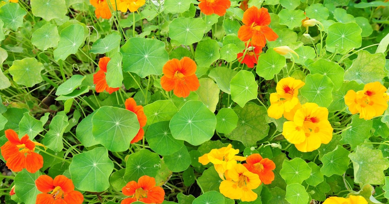 Ta roślina odstrasza ślimaki i świetnie smakuje. Musisz ją mieć w ogrodzie