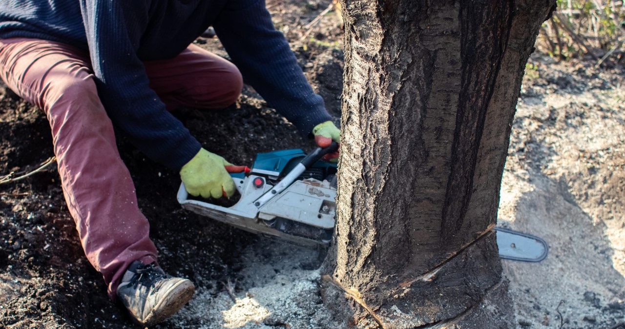 Chcesz wyciąć drzewa lub krzewy w ogrodzie? W tym okresie grozi ci mandat