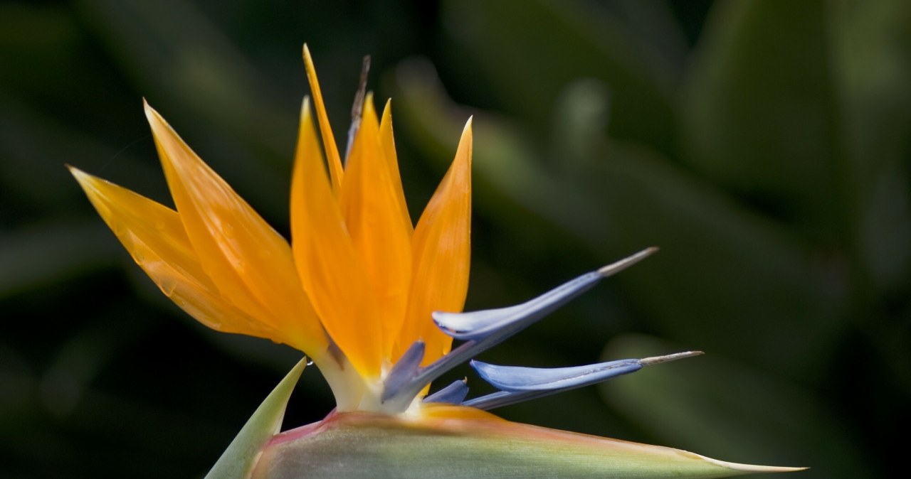 Gdy kwitnie, przypomina rajskiego ptaka. Zachwyca i nie ma dużych wymagań