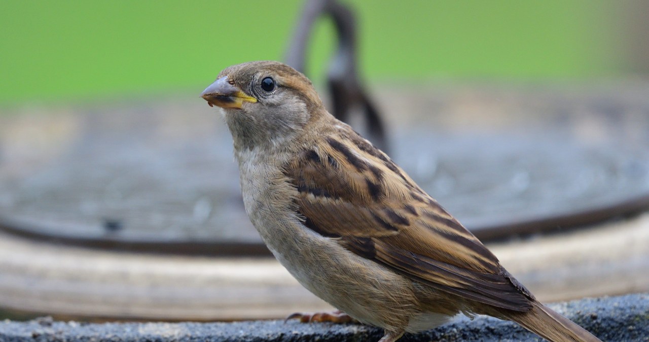 Ptaki nie chcą przylatywać do ogrodu? Powody mogą zaskoczyć