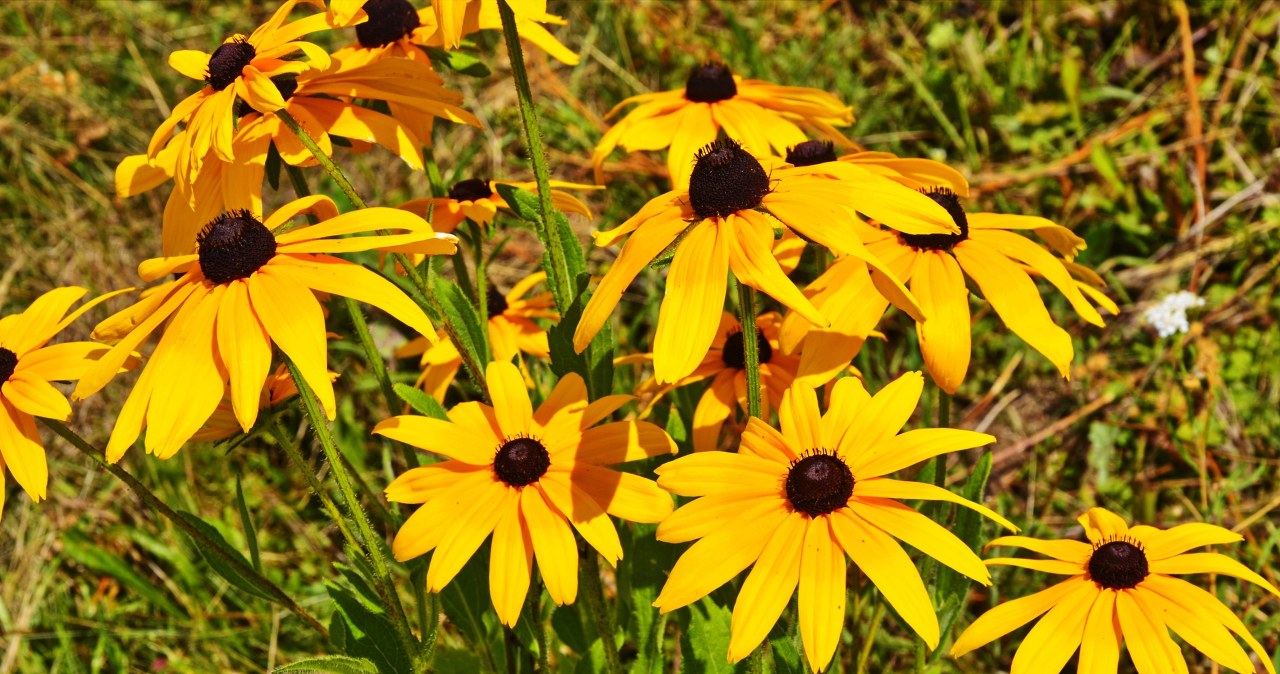 Niezawodna królowa rabat. Nie wymaga pielęgnacji i kwitnie miesiącami