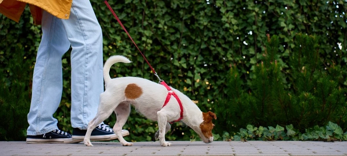 Rządowe Centrum Bezpieczeństwa rozesłało alerty do mieszkańców Lubelszczyzny i Podkarpacia. Są one związane z walką z wścieklizną. 