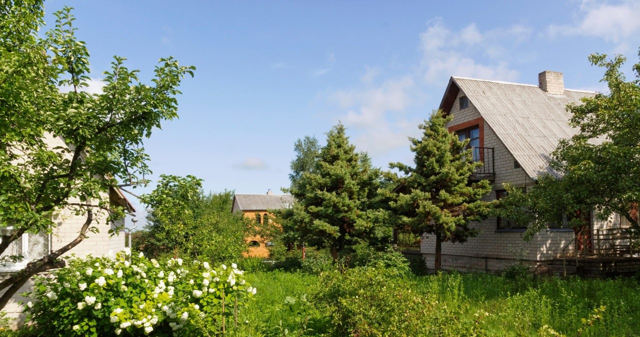 Posadzisz przy płocie i pożałujesz. Te gatunki gwałtownie "wchodzą" do sąsiada