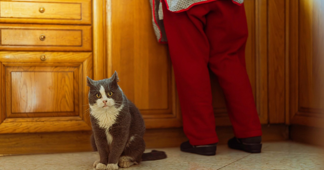 Pięć dowodów na to, iż twój kot cię kocha. Numer 1 stopi najtwardsze serce