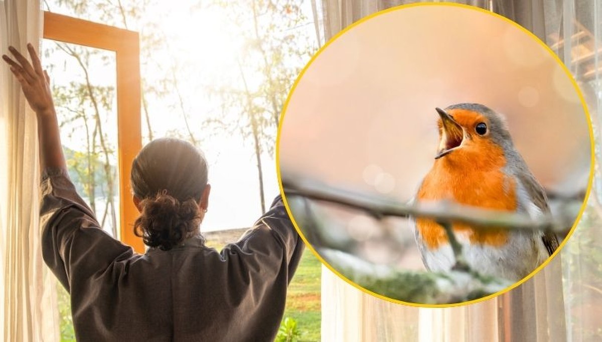 Te ptaki budzą Polaków przed świtem. Sprawdź, które śpiewają najwcześniej