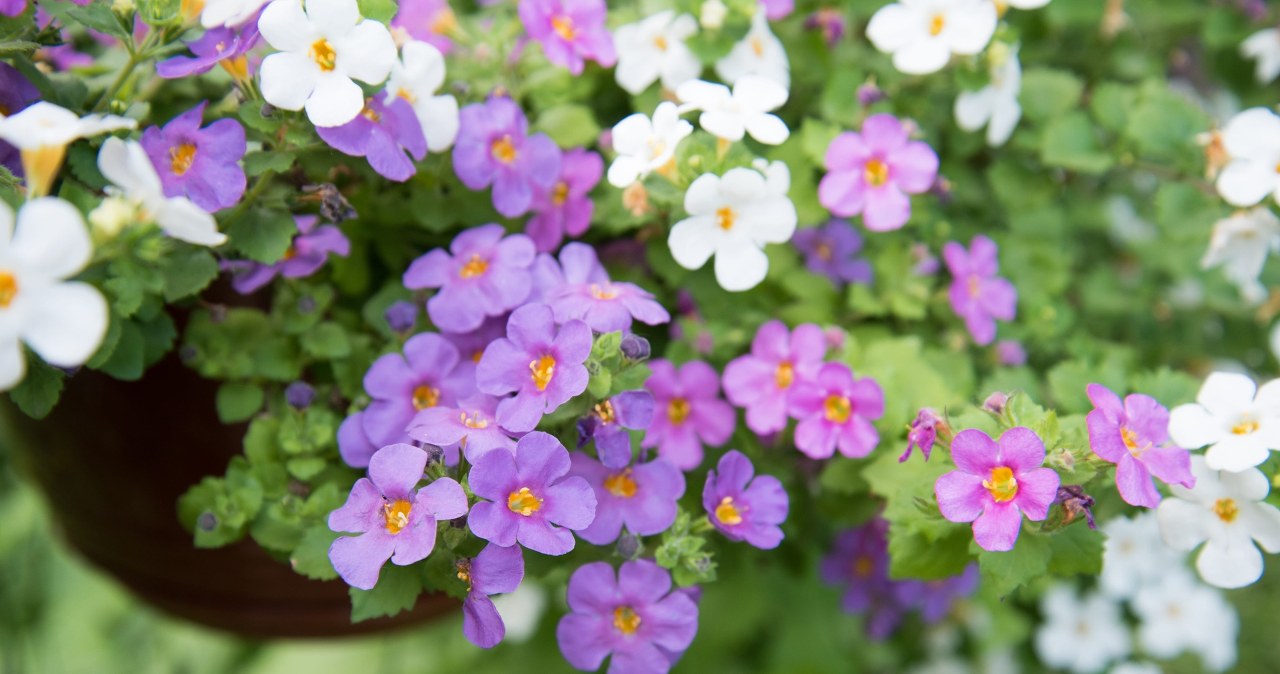 Bakopa: Jej zwisające kwiaty będą ozdobą każdego balkonu