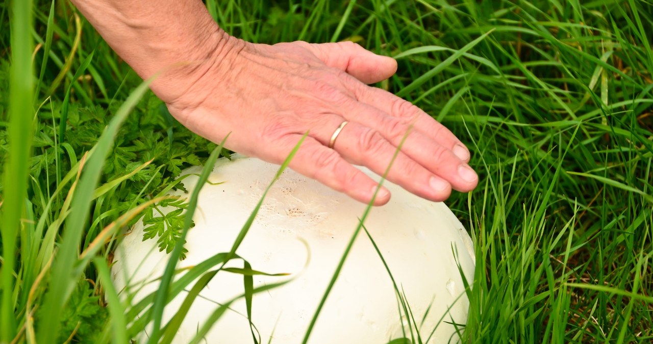 Do niedawna był pod ochroną. Teraz możesz rozkoszować się jego smakiem