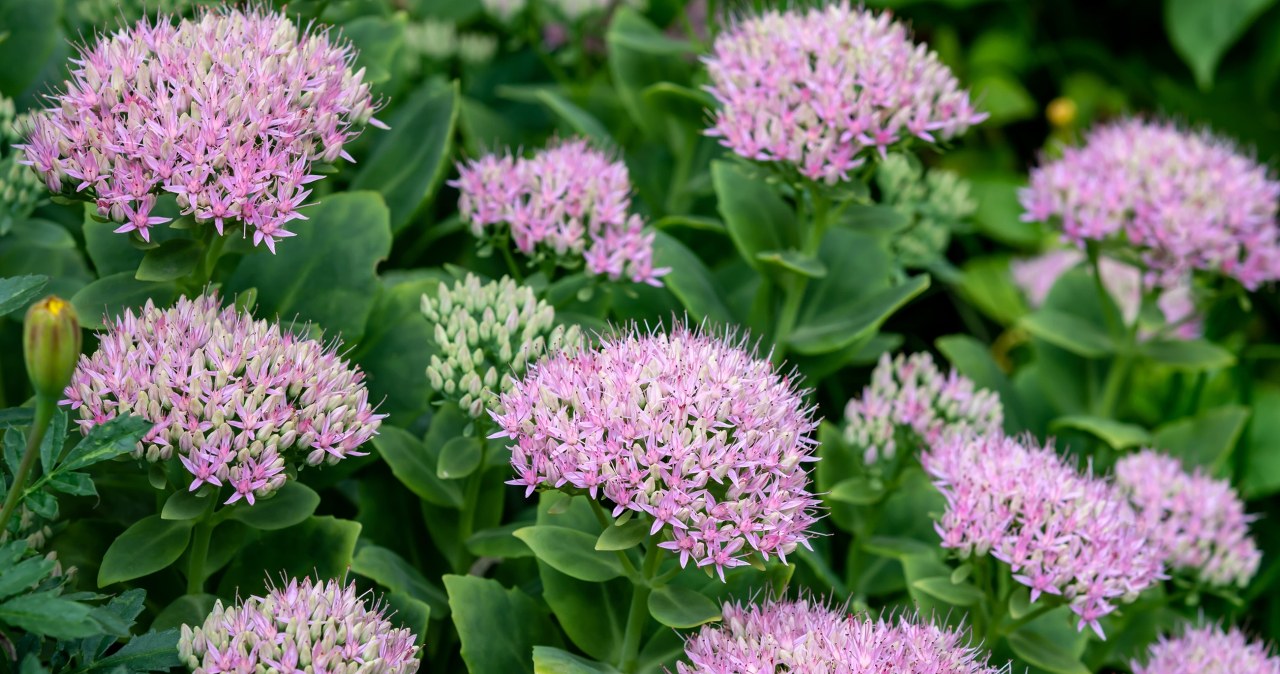 Roślina, która przetrwa najgorsze warunki. Nie musisz jej podlewać