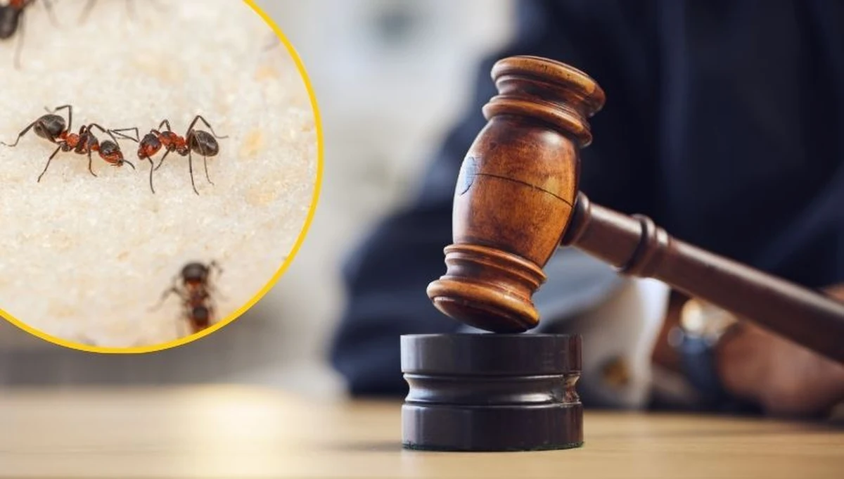 Sally Beaney, 75-letnia emerytka z Southampton (Wielka Brytania), stanęła przed sądem - jest oskarżona o otrucie sąsiada środkiem na mrówki. Była z nim skonfliktowana z powodu wspólnego podjazdu dla samochodów.