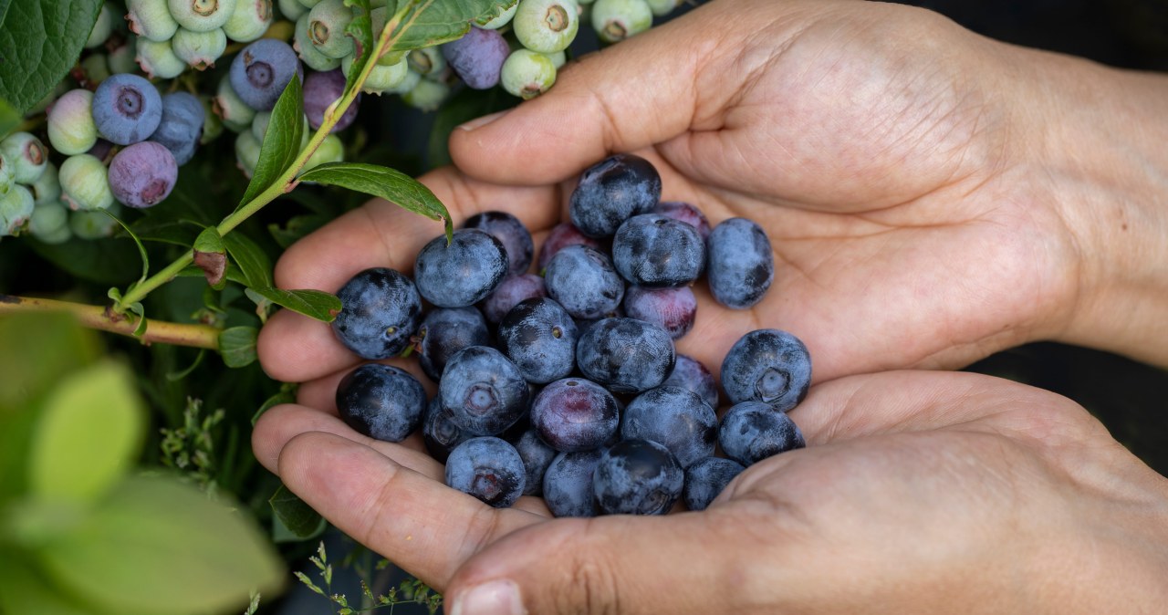 Taką wodą nie podlewaj borówki amerykańskiej. Tylko jej szkodzisz