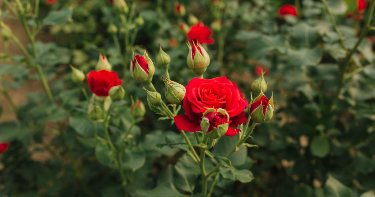 Twoje róże nie mają pąków? Ogrodnik zdradza, co robisz źle