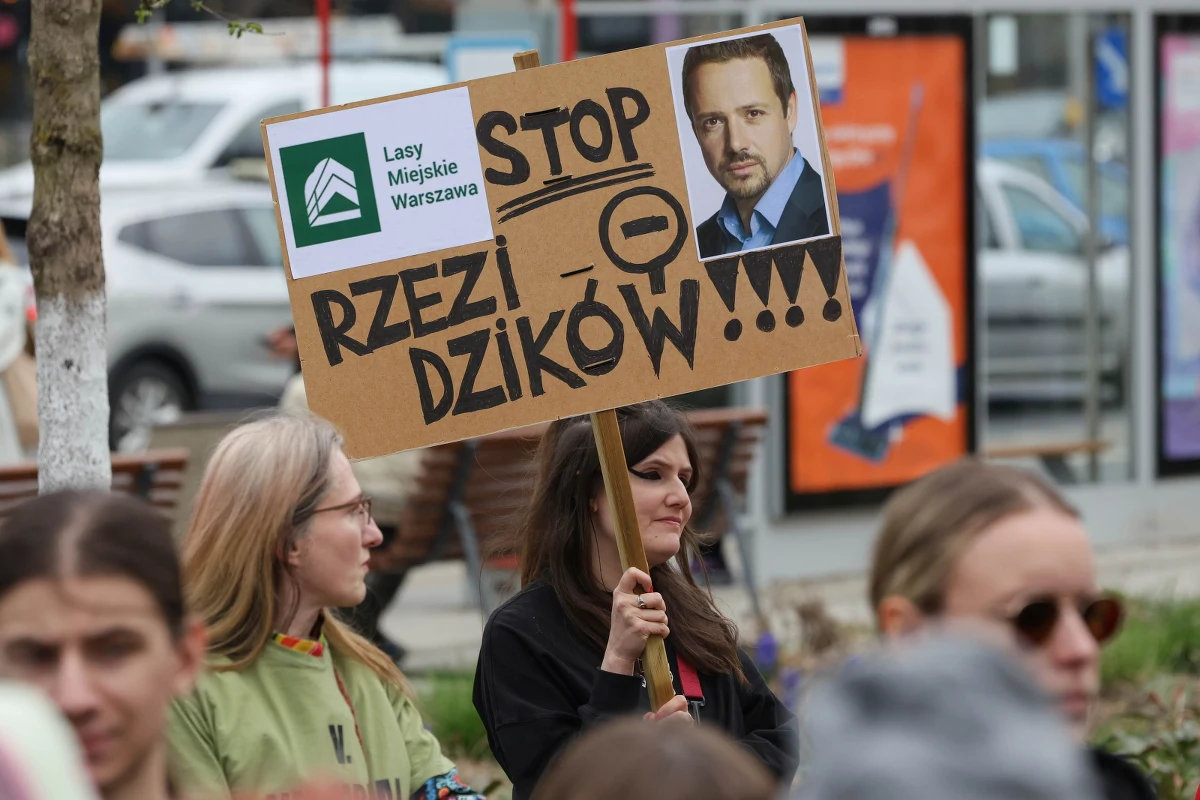 W środę przeciwnicy odstrzału dzików zebrali się pod stołecznym ratuszem, żeby zaprotestować przeciwko strzelaniu do tych zwierząt. Apelowali m.in. o wstrzymanie decyzji pozwalającej na odstrzał dzików, powołanie rady ekspertów a także wprowadzenie alternatywnych metod zarządzania obecnością dzików.