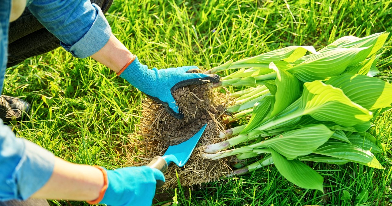 To najlepszy termin by przesadzić funkie. Sprawdź i nie przegap