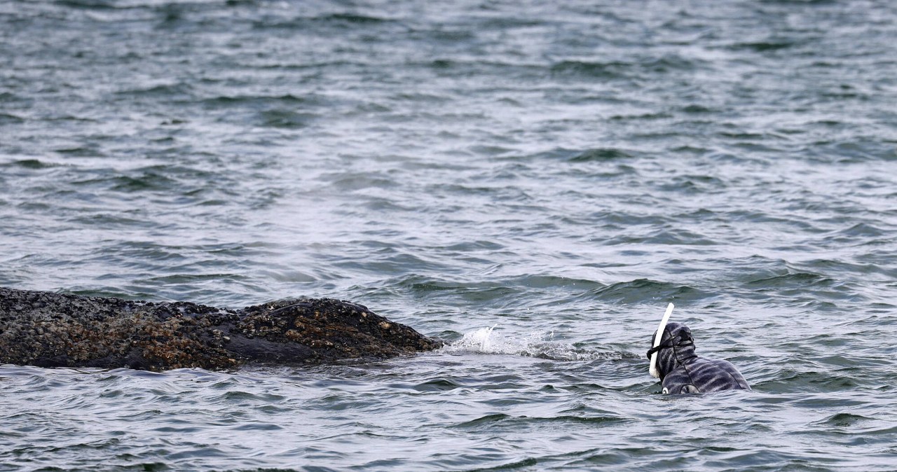 Humbak utknął w Bałtyku. Za prywatne pieniądze odpalą specjalne poduszki Humbak utknął w Bałtyku. Za prywatne pieniądze odpalą specjalne poduszki