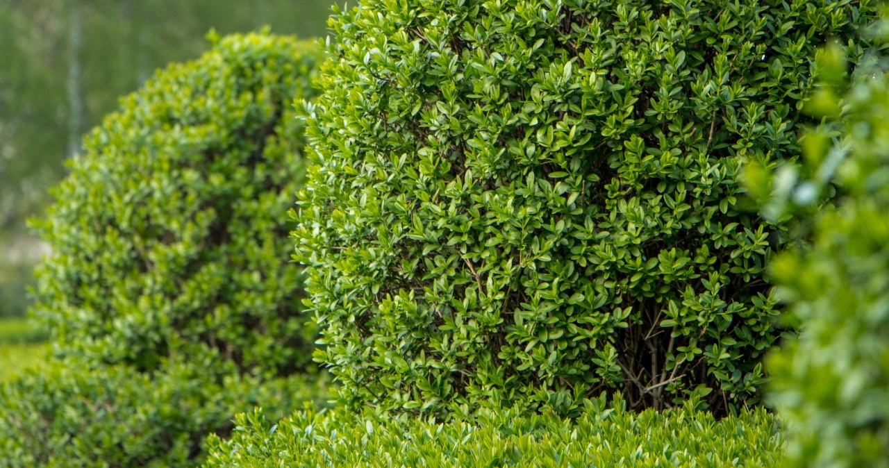 Zapomnij o tujach. Ten krzew rośnie szybciej i zapewni prywatność