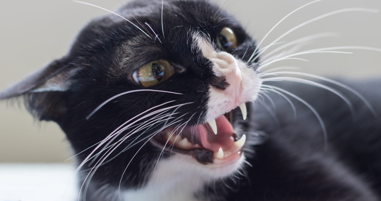 Kot ugryzł właściciela, miał wściekliznę. To ostrzeżenie dla Polaków Kot ugryzł właściciela, miał wściekliznę. To ostrzeżenie dla Polaków